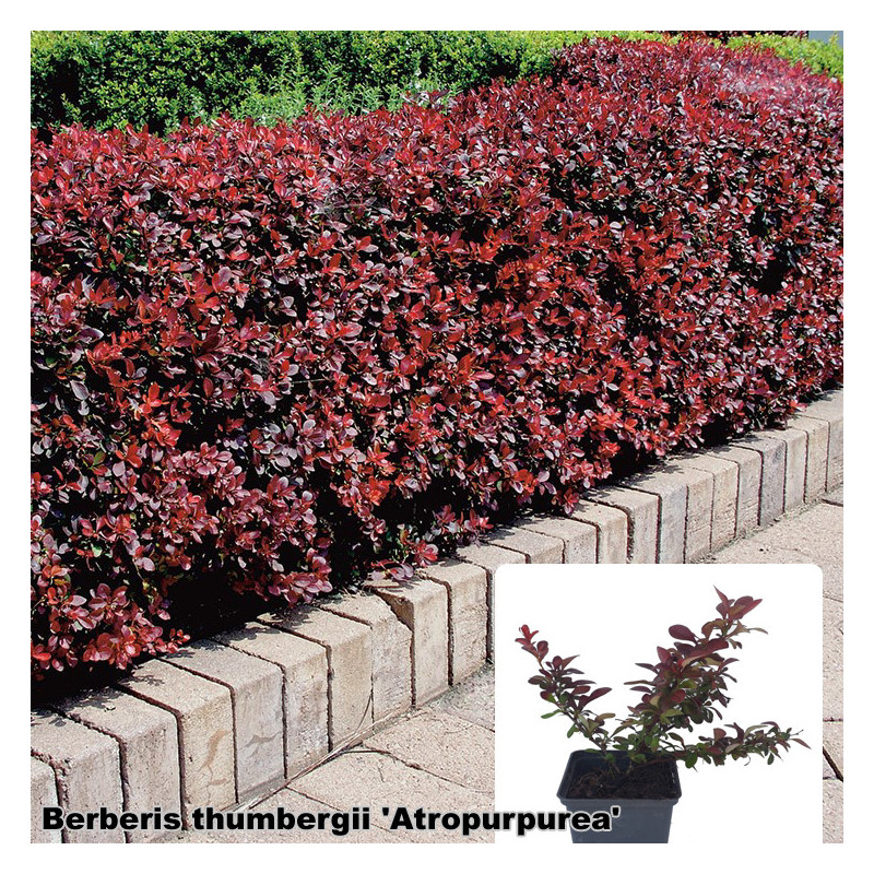 Berberis thumbergii 'Atropurpurea'