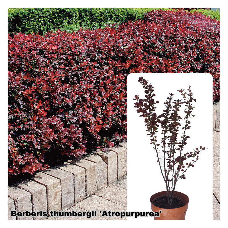 Berberis thumbergii 'Atropurpurea'