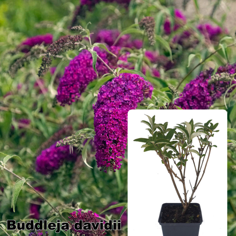 Buddleja davidii