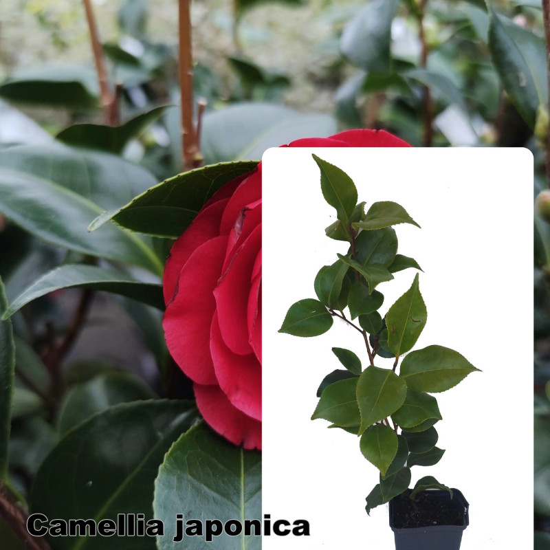 Camellia japonica