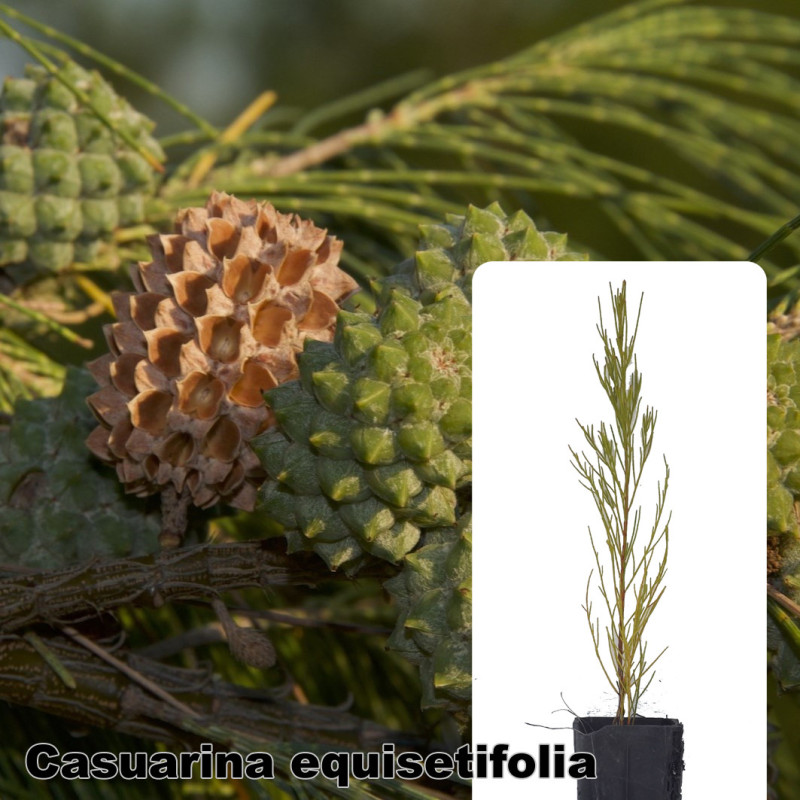 Casuarina equisetifolia