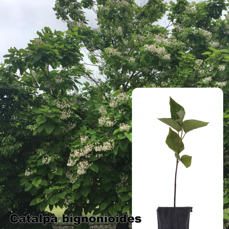 Catalpa bignonioides