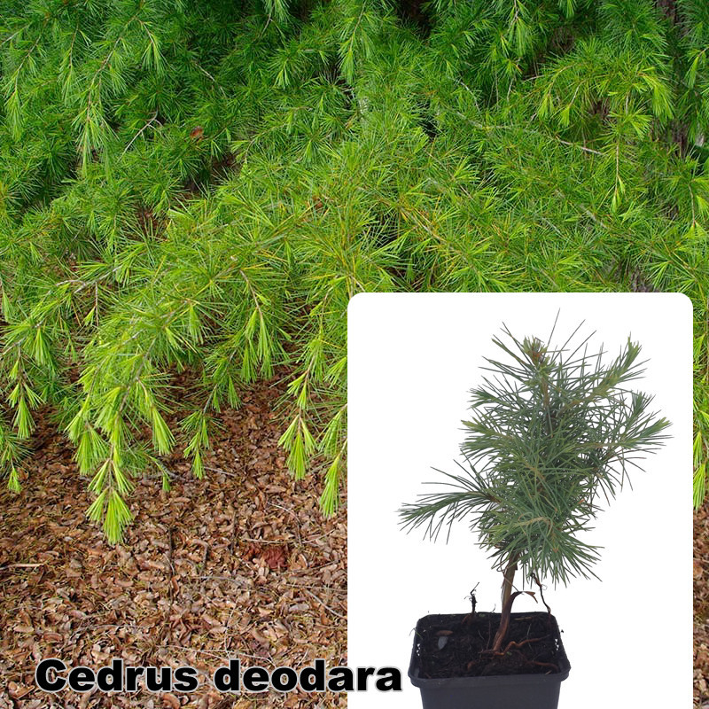 Cedrus deodara