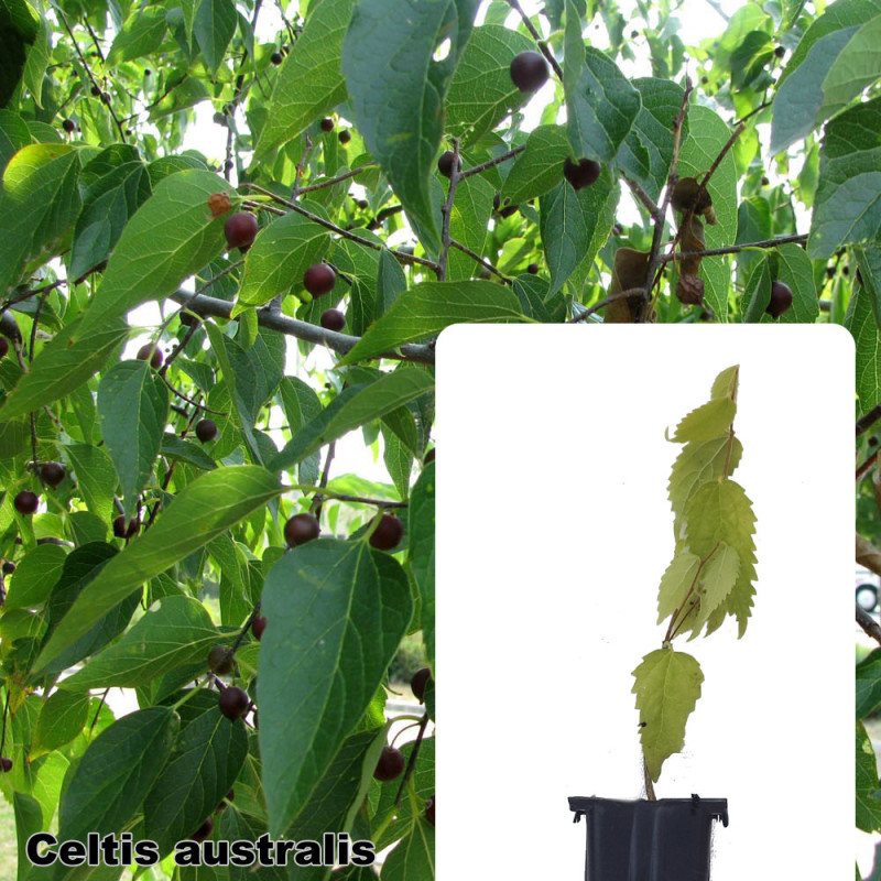 Celtis australis