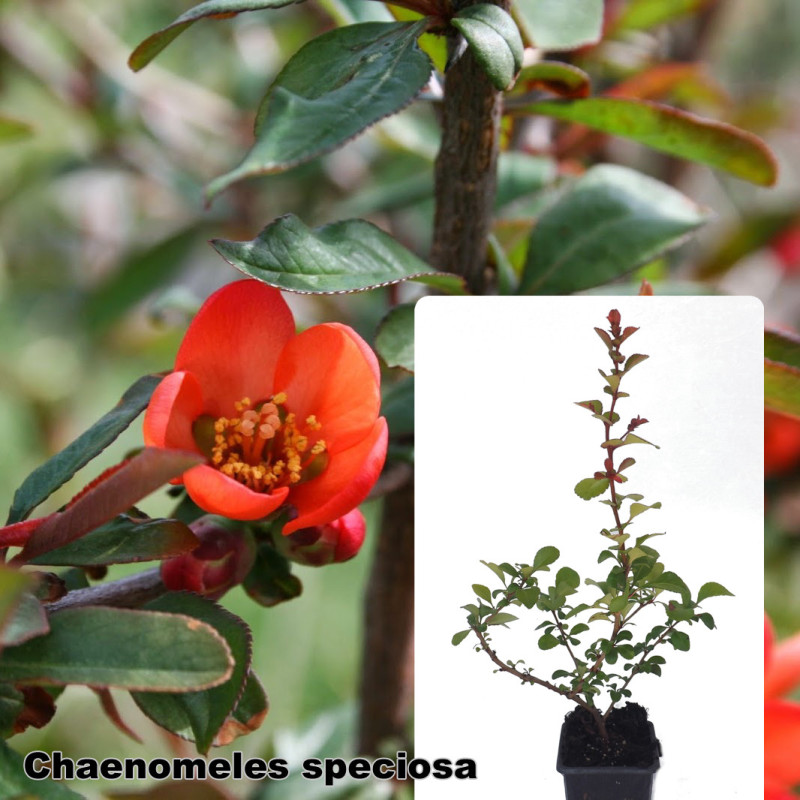 Chaenomeles speciosa