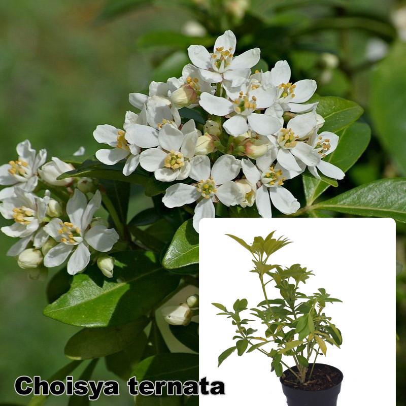 Choisya ternata