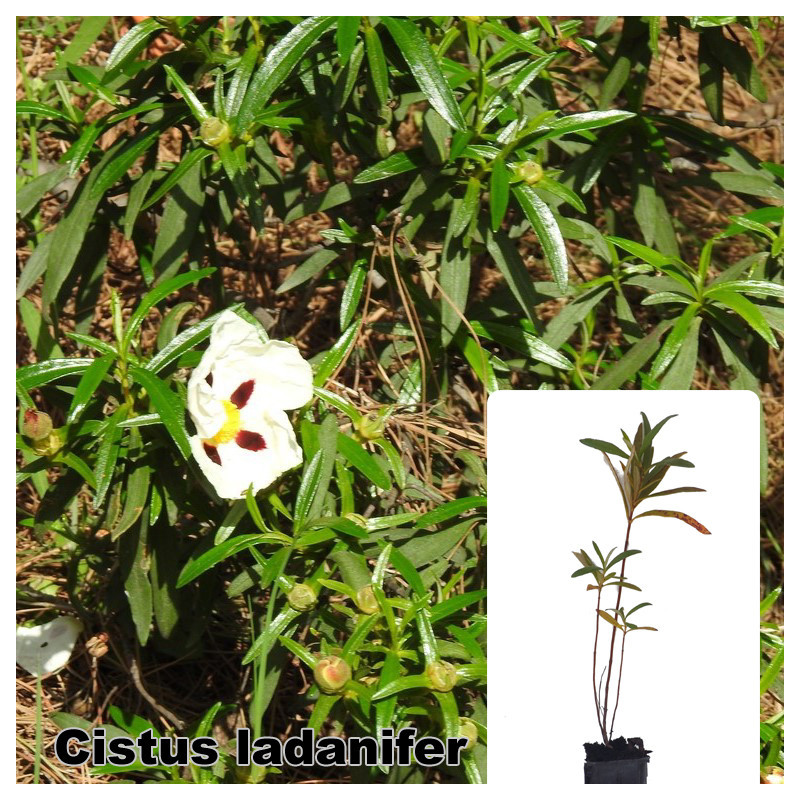 Cistus ladanifer