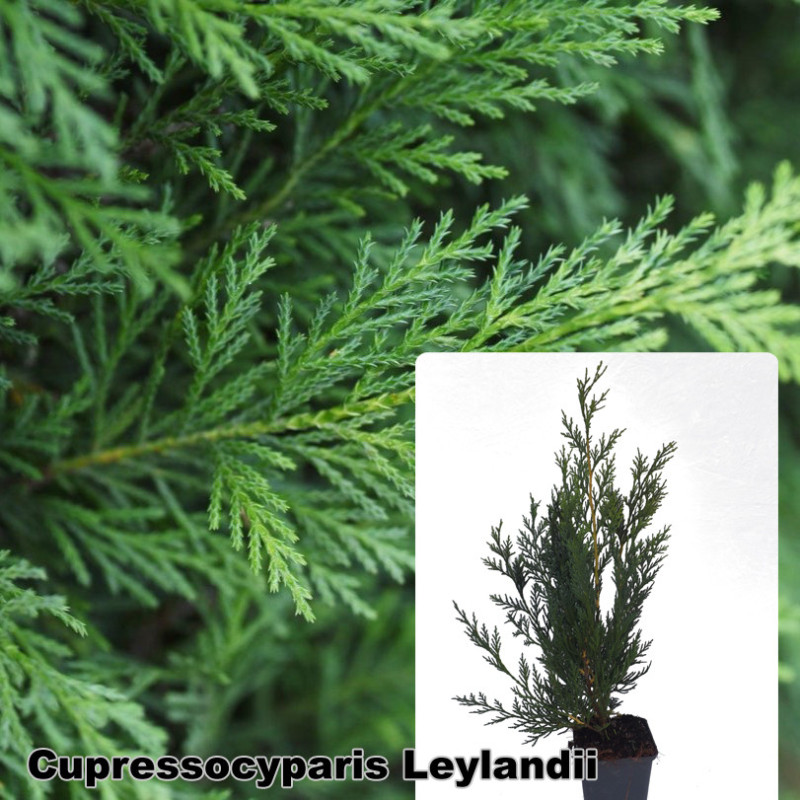 Cupressocyparis Leylandii