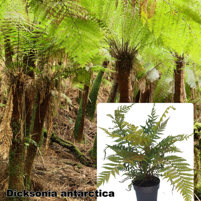 Dicksonia antarctica
