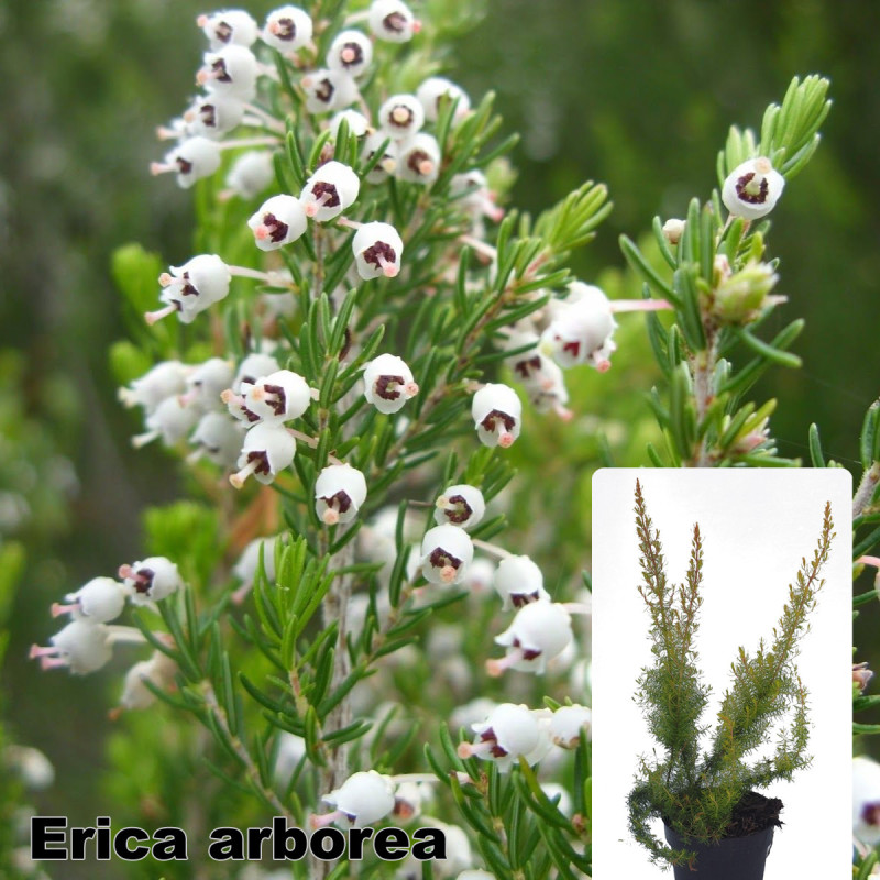 Erica arborea