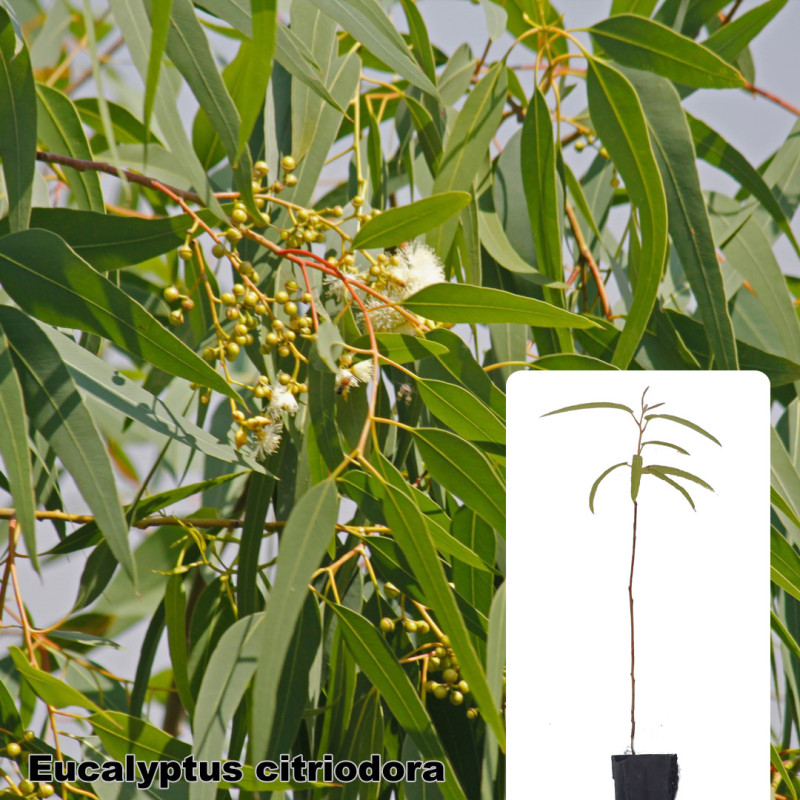 Eucalyptus citriodora