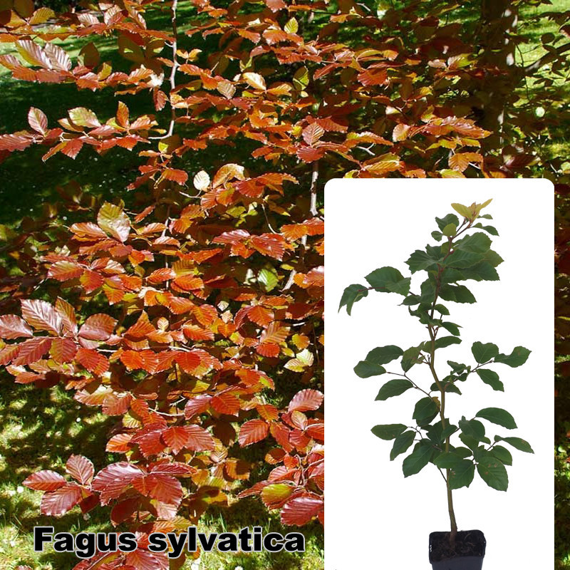 Fagus sylvatica