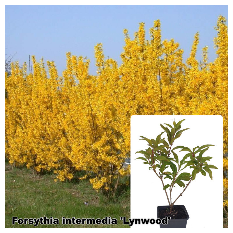 Forsythia intermedia 'Lynwood'