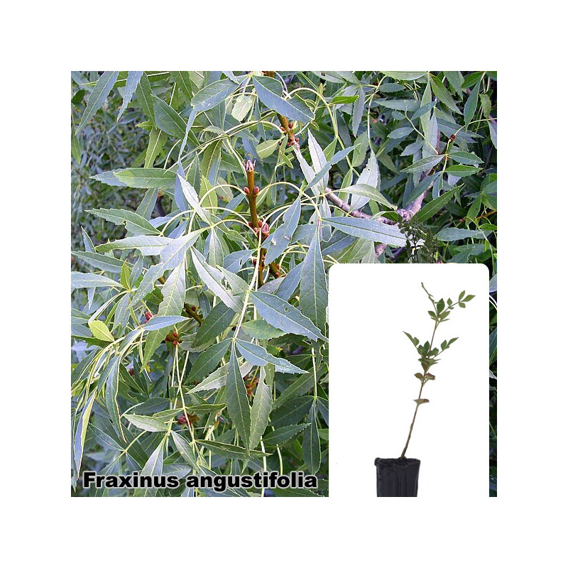 Fraxinus angustifolia