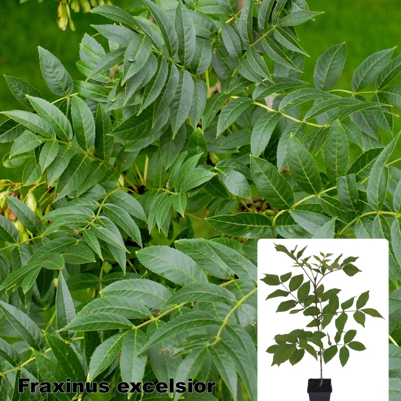 Fraxinus excelsior