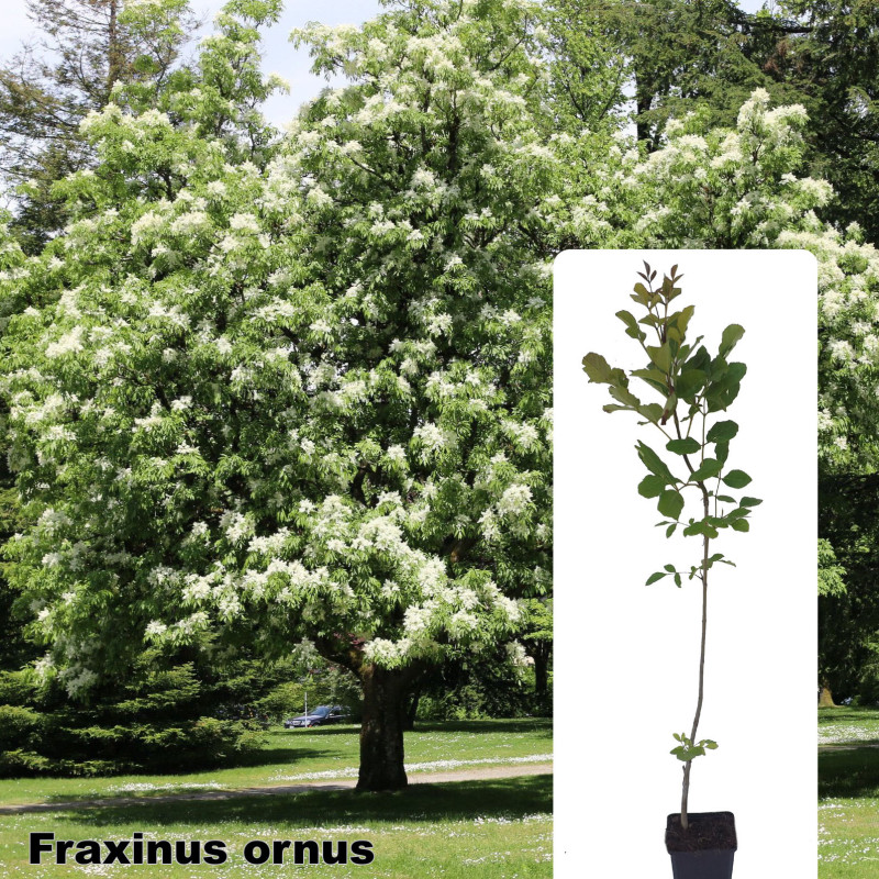 Fraxinus ornus