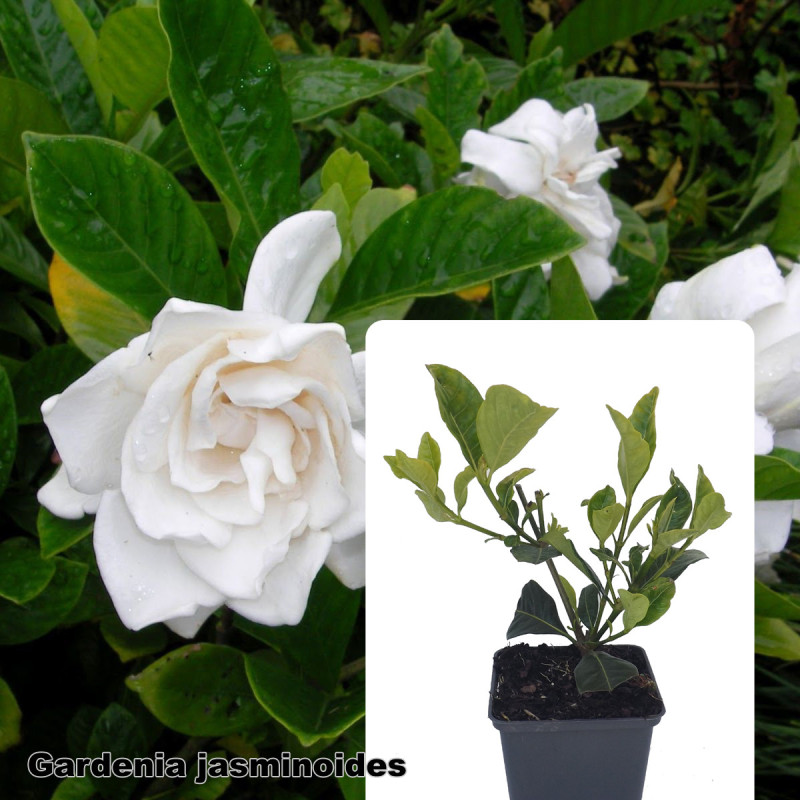 Gardenia jasminoides