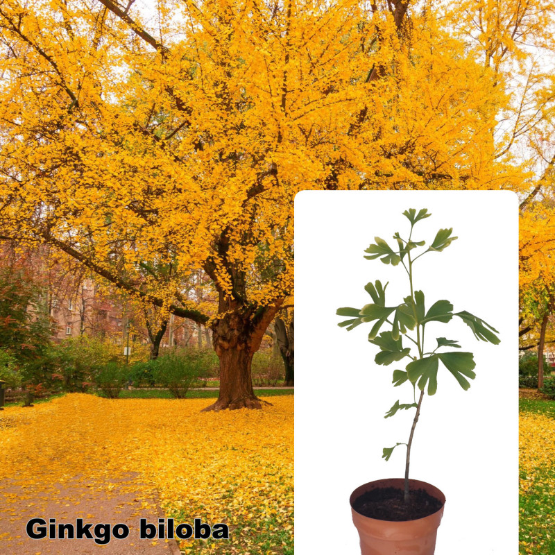 Ginkgo biloba