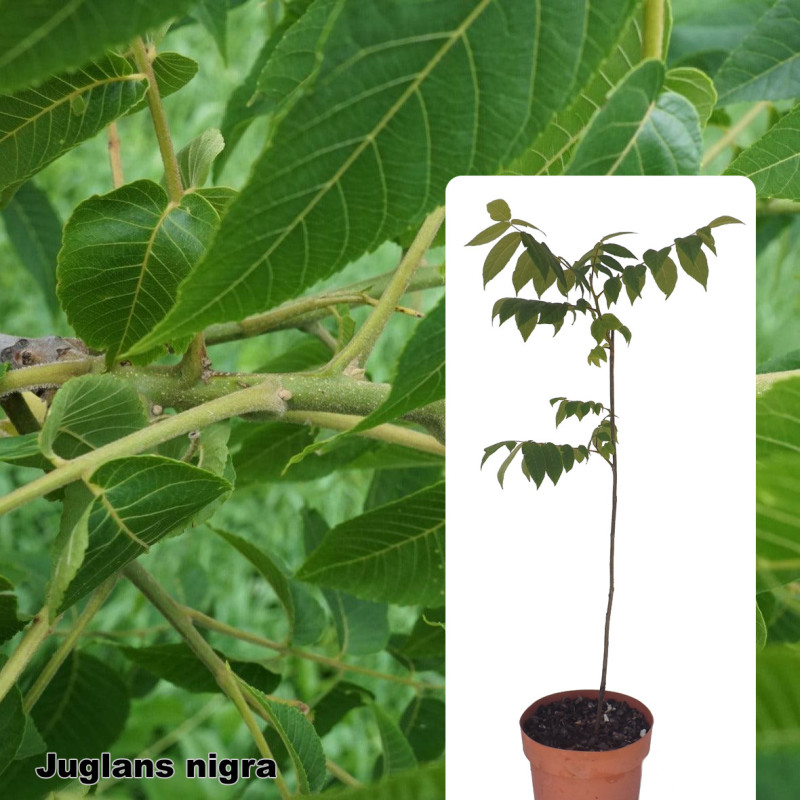 Juglans nigra