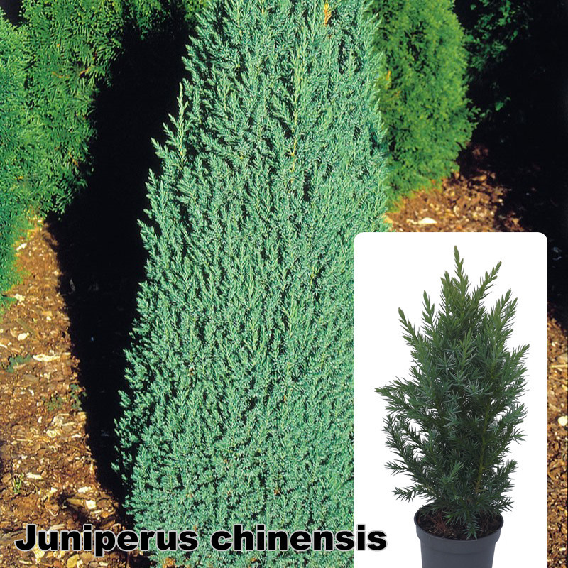 Juniperus chinensis