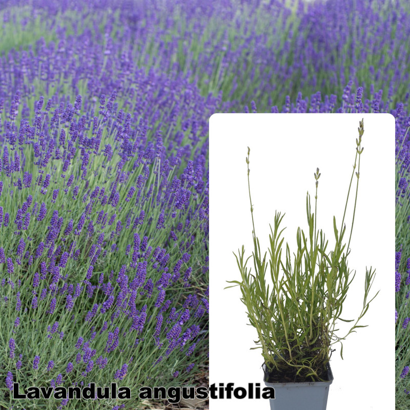 Lavandula angustifolia