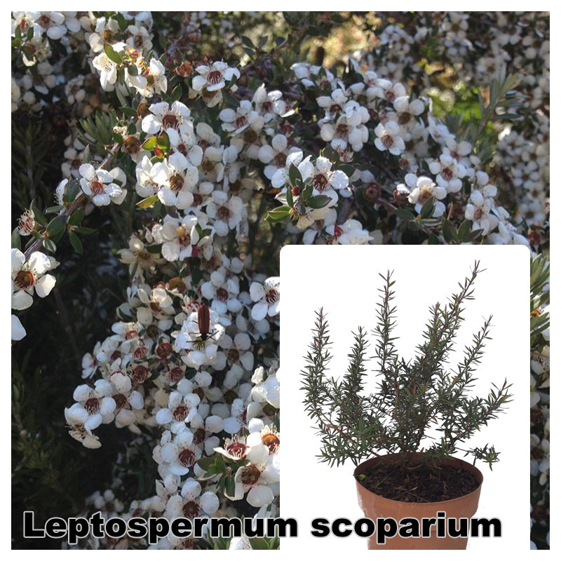 Leptospermum scoparium