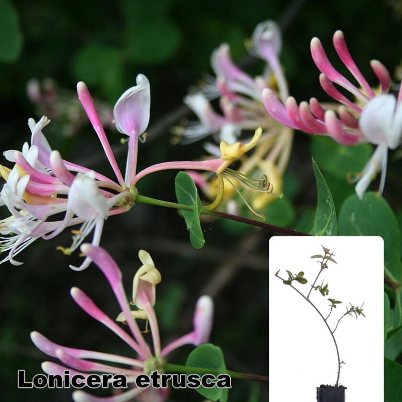 Lonicera etrusca