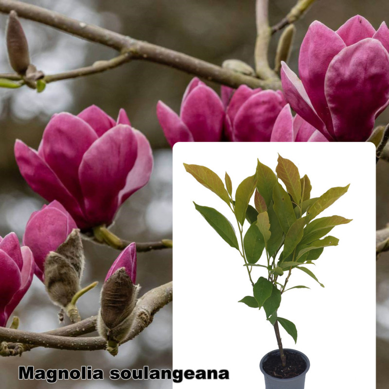 Magnolia soulangeana