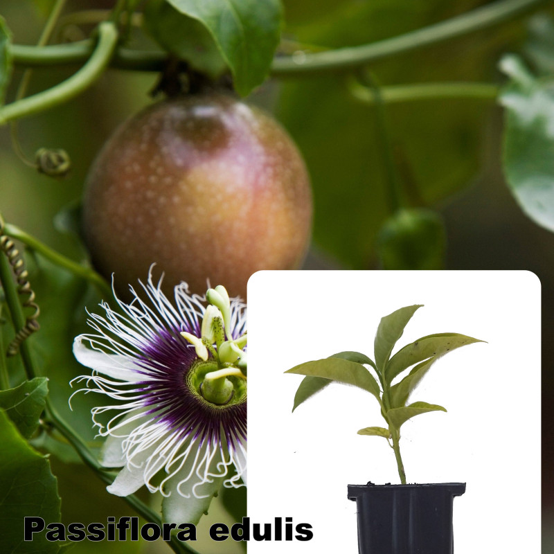Passiflora edulis