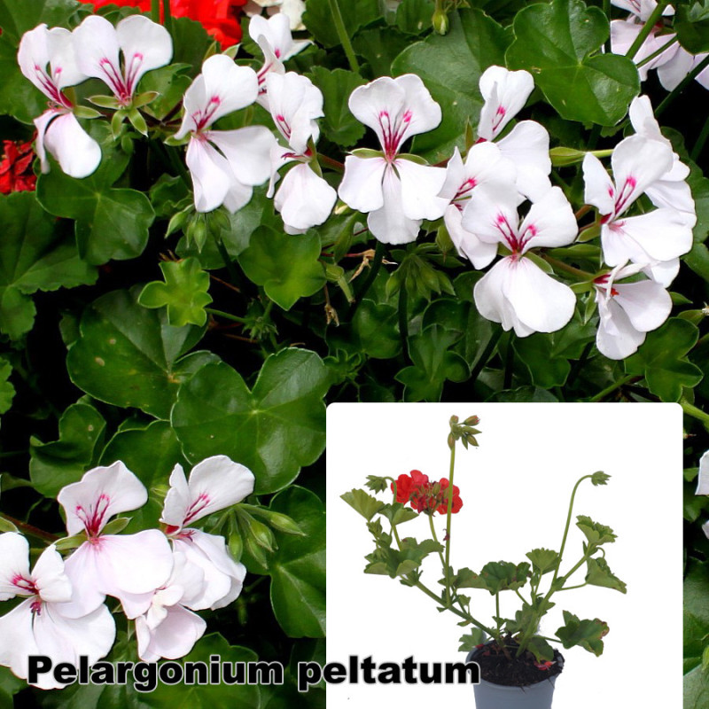 Pelargonium peltatum