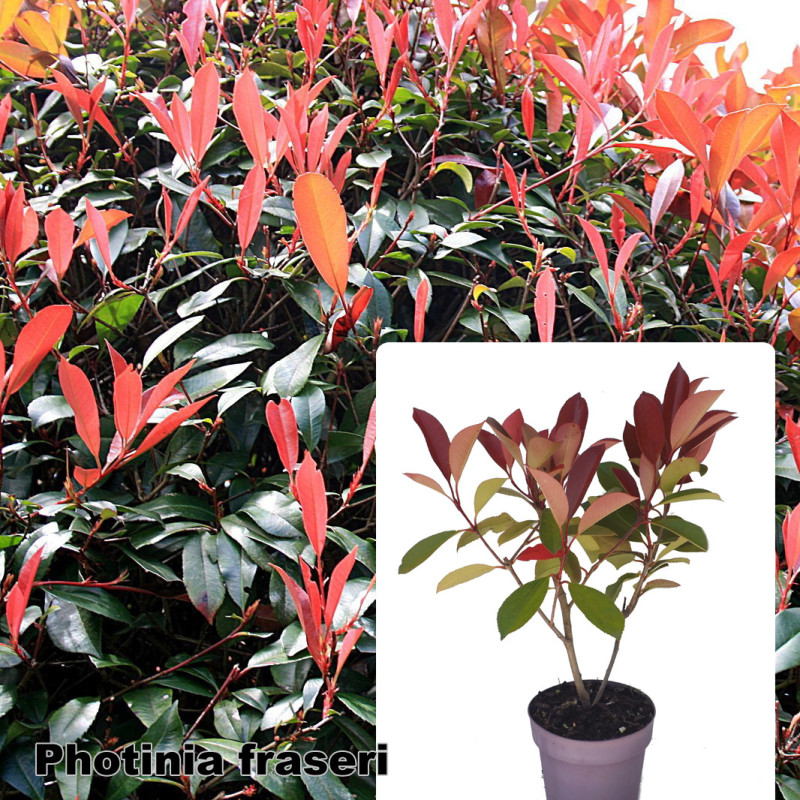 Photinia x fraseri