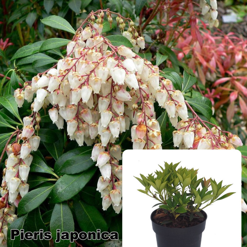 Pieris japonica