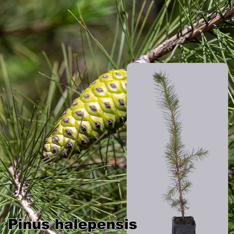 Pinus halepensis