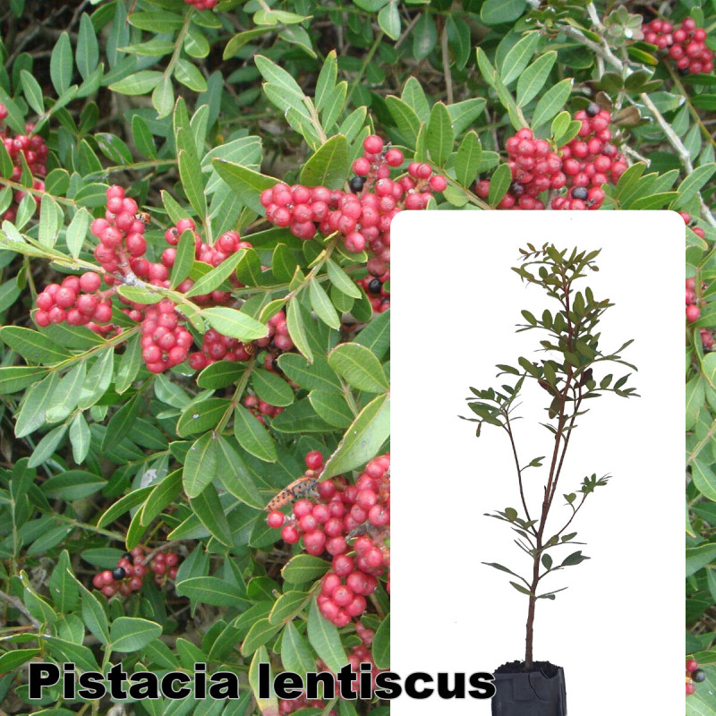 Pistacia lentiscus