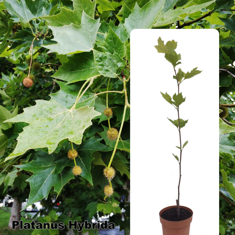 Platanus x hybrida