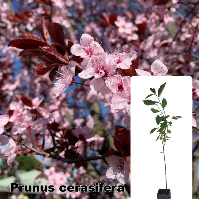 Prunus cerasifera