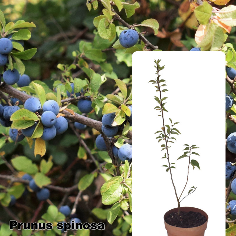 Prunus spinosa
