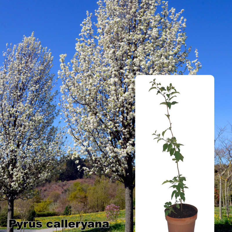 Pyrus calleryana