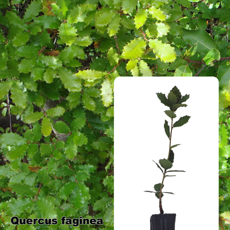 Quercus faginea