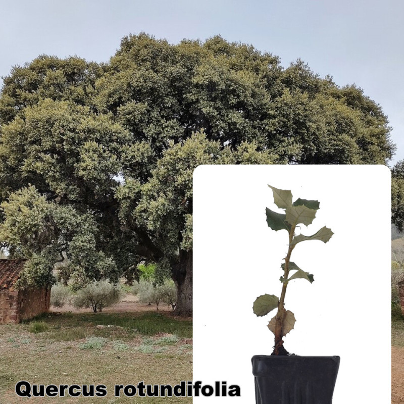 Quercus rotundifolia