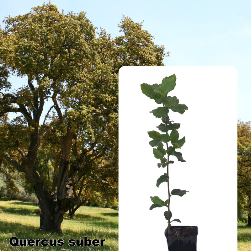 Quercus suber