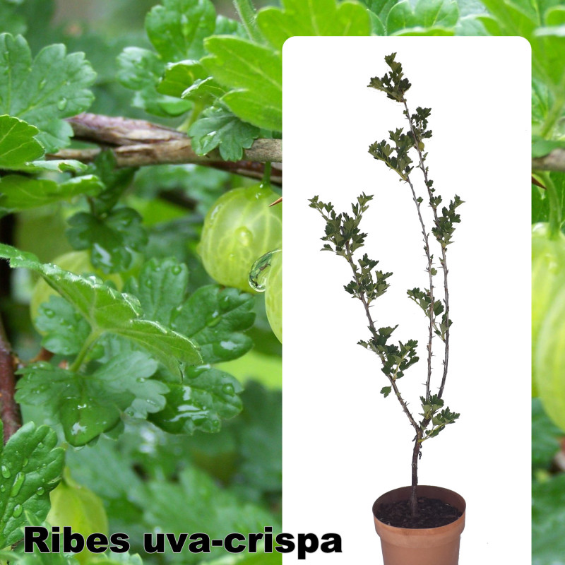 Ribes uva-crispa