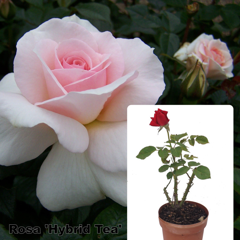 Rosa 'Hybrid Tea'