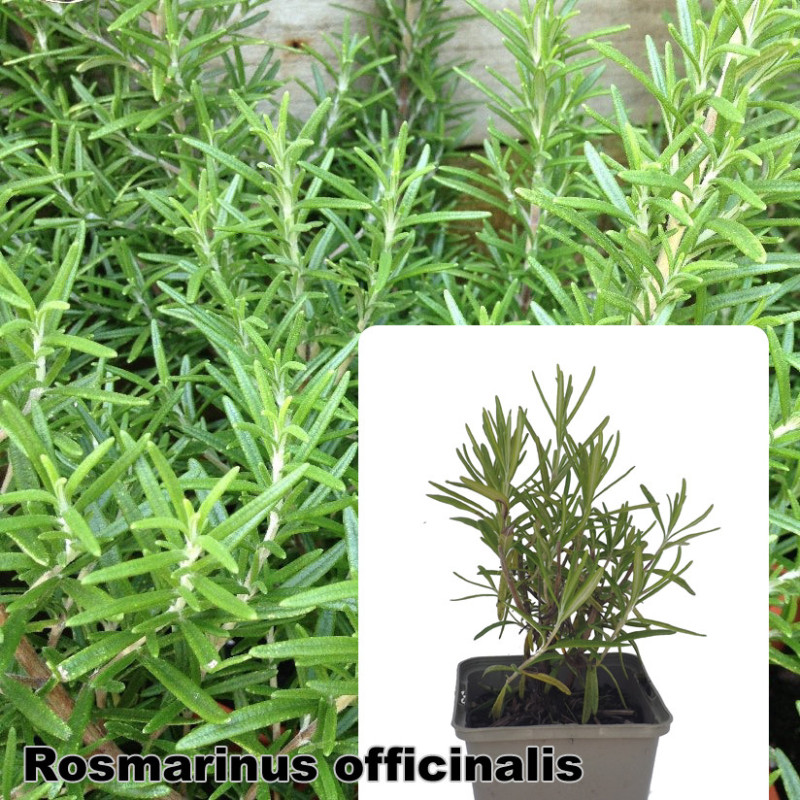 Rosmarinus officinalis