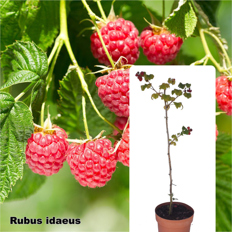 Rubus idaeus