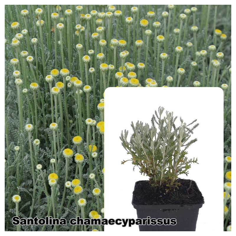 Santolina chamaecyparissus