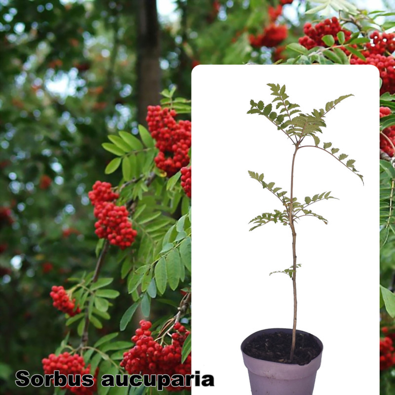 Sorbus aucuparia