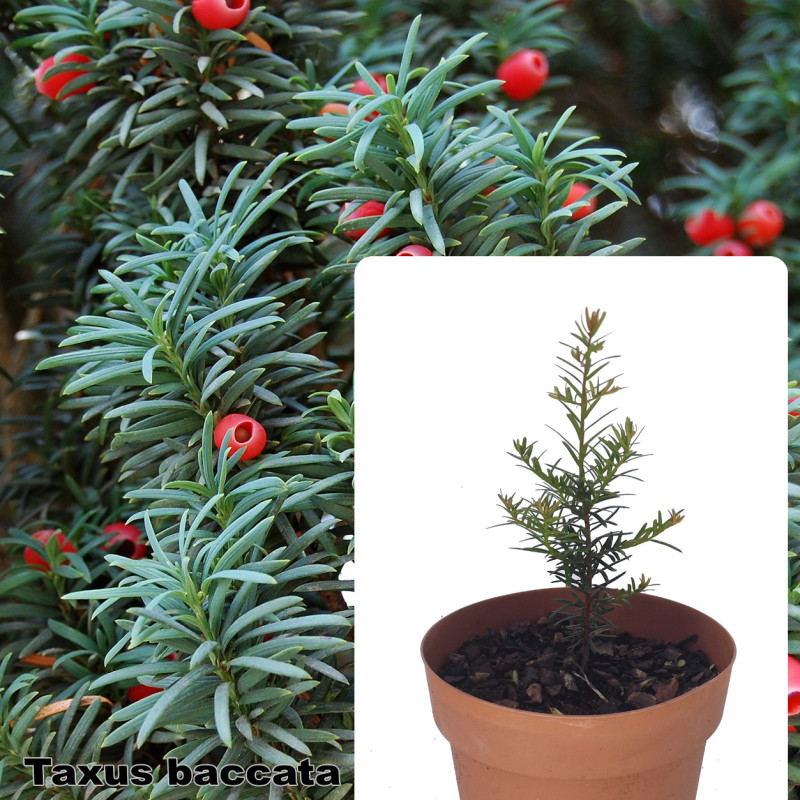 Taxus baccata