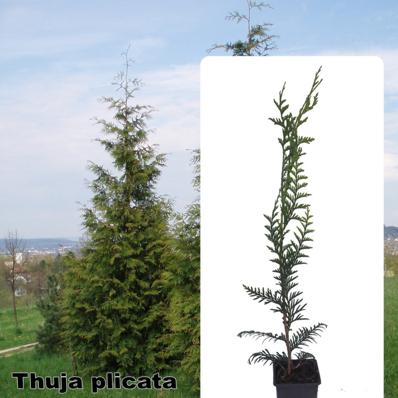 Thuja plicata