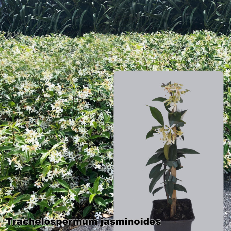 Trachelospermum jasminoides